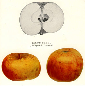 Pomme "Jacques Lebel" - Racines nues