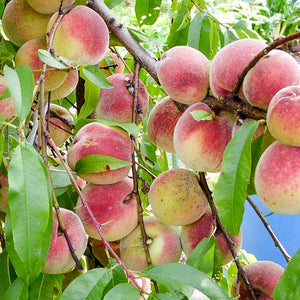 Pêche "de vigne blanche" - Racines nues