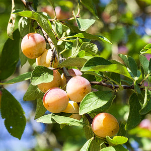 Prune "Mirabelle de Nancy" - Racines nues